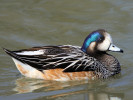 Chiloe Wigeon (WWT Slimbridge March 2011) - pic by Nigel Key